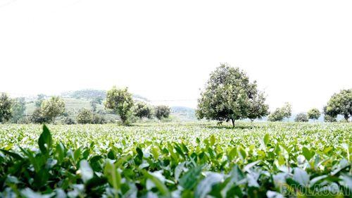 Cây mắc ca ở Lào Cai chủ yếu được trồng xen trong các diện tích cây trồng hiện có, thay vì phát triển thành vùng chuyên canh quy mô lớn.