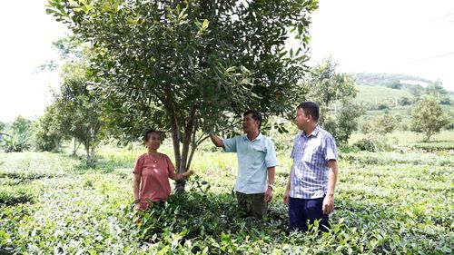 Việc phát triển mắc ca cần tiếp tục được theo dõi, đánh giá từ thực tế sản xuất tại cơ sở.