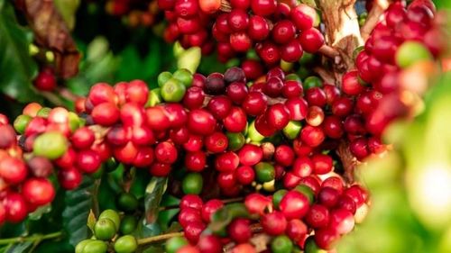 Giá cà phê Tây Nguyên tiến sát 90.000 đồng/kg, hồ tiêu neo ở đỉnh cao, trong khi lúa gạo Đồng bằng sông Cửu Long vẫn ổn định.