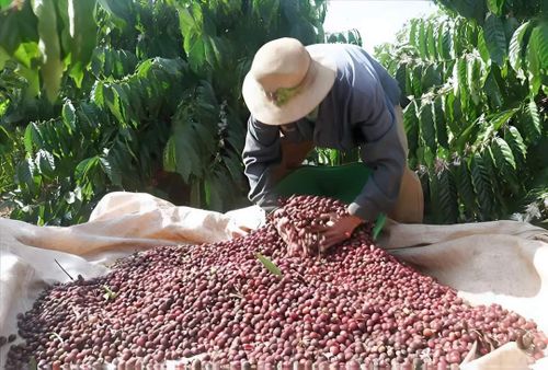  Nông dân xã Sơn Lang (tỉnh Gia Lai) thu hoạch cà phê vụ 2025-2026. Ảnh: ĐỨC TRUNG 