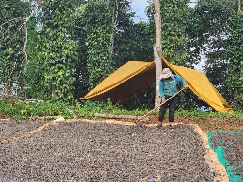  Nông dân xã Tà Đùng (tỉnh Lâm Đồng) phơi cà phê sau khi thu hái. Ảnh: ĐỨC TRUNG 