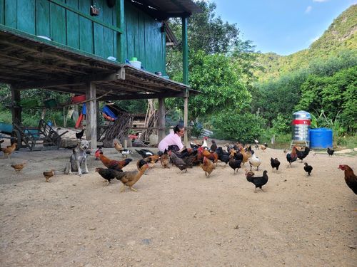 Tự cung tự cấp là mô hình sinh kế chính của bà con Vân Kiều, bên cạnh thu hái những sản vật phi gỗ từ rừng. Ảnh: Phạm Sơn.