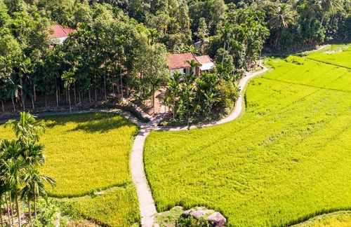 Cảnh đẹp miền quê Tiên Phước với đồng lúa, hàng cau cho du khách những trải nghiệm bình yên. Ảnh: NAM THỊNH
