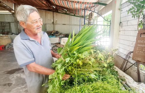 Ông Phạm Phú Thành gắn bó máu thịt với nghề trồng cây thuốc gia truyền. Ảnh: HOÀNG LIÊN