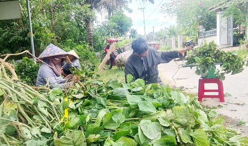 Chợ lá ven đường. Ảnh: HOÀNG LIÊN