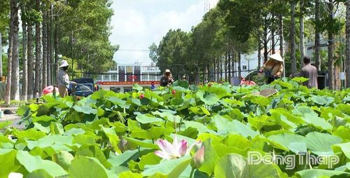 Không gian “Con đường Sen” được tổ chức trên đường Lý Thường Kiệt.