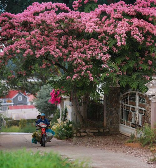 Với người dân địa phương, muồng anh đào không chỉ là cây xanh tạo bóng mát mà còn là một phần của cảnh quan quen thuộc gắn bó với cuộc sống thường ngày