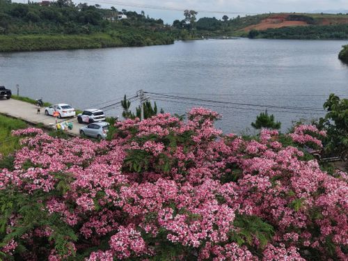 Sắc hồng muồng anh đào góp phần tô điểm cho các khu dân cư và vùng sản xuất nông nghiệp của Đà Lạt