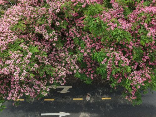 Sắc hồng muồng anh đào đang góp thêm một gam màu mới cho bức tranh du lịch Đà Lạt, lan tỏa vẻ đẹp bình yên của vùng đất cao nguyên đến với du khách gần xa