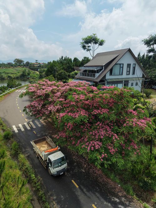 Tại Lâm Đồng, muồng anh đào được trồng từ nhiều năm trước chủ yếu để lấy bóng mát và tạo cảnh quan, nhưng những năm gần đây mới trở thành điểm check-in được nhiều du khách tìm kiếm