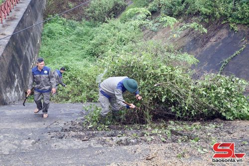 Công nhân Chi nhánh Công ty TNHH MTV Quản lý khai thác công trình thủy lợi Sơn La số 10 dọn dẹp cây cối, phát quang mái đập Nậm Sọi, xã Chiềng Khoong.