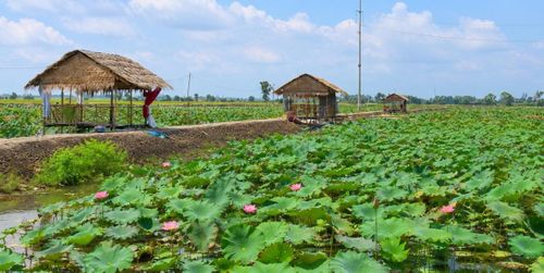 Một hồ sen ở Đồng Tháp, đang rất thành công với hệ sinh thái đặc trưng “Lúa - Sen - Cá”