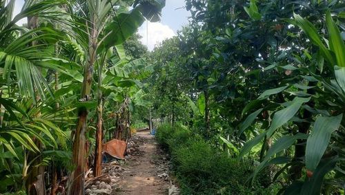 Lối đi rợp bóng cây trong làng mai Hiệp Bình mang đến không gian miệt vườn yên bình giữa phố thị.