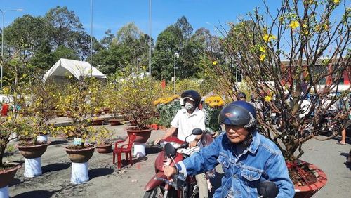 Mỗi dịp xuân về, mai vàng Hiệp Bình theo chân thương lái đến nhiều tỉnh, thành phố, góp sắc vàng cho ngày Tết.