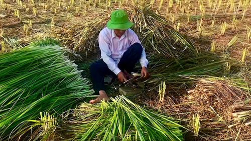 Nông dân Đồng Tháp được hỗ trợ chuẩn hóa quy trình sản xuất, xây dựng thương hiệu “Sả Tân Phú Đông”
