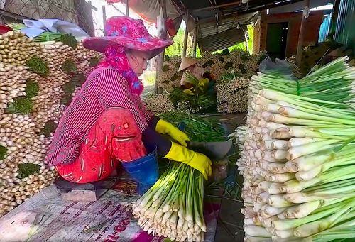 Nhờ chuyển đổi sang trồng sả, nhiều hộ dân Tân Phú Đông có nguồn thu nhập ổn định