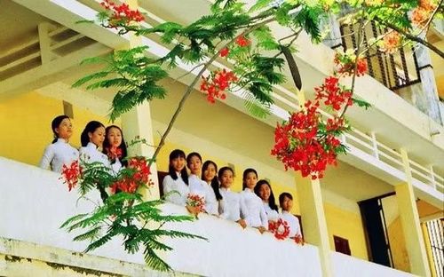 Mùa phượng vĩ đã xa, Lê Thị Hằng, hoa phượng vĩ, tuổi học trò, hoài niệm, ký ức tuổi hoa niên, tình bạn, mùa hè, tản mạn, thanh xuân.