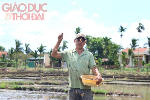 Những giọt mồ hôi rơi theo hạt lúa giống mang theo khát vọng mùa vàng bội thu của nông dân Đắk Lắk.