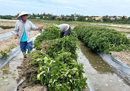 Với gần 2 sào "lá mùng 5", gia đình ông Đỗ Thơ thu 25 triệu đồng trong vụ này. Ảnh NT