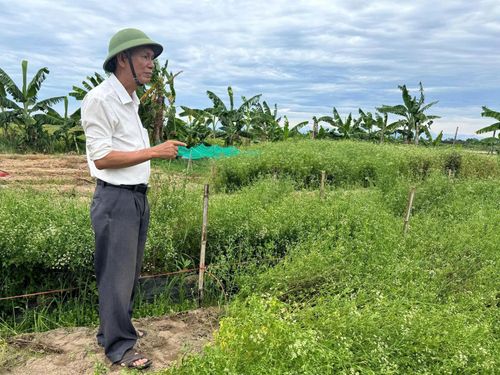 Trồng cây "lá mùng 5" không chỉ giúp người dân có thêm thu nhập, mà còn giữ nét đẹp văn hóa truyền thống. (Ảnh NT)