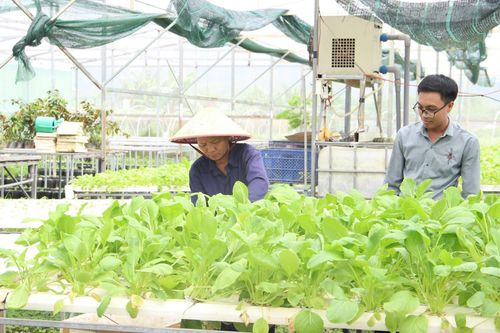 Hoạt động sản xuất tại Hợp tác xã Dịch vụ sản xuất và tiêu thụ rau an toàn Túy Loan. Ảnh: HỮU ANH