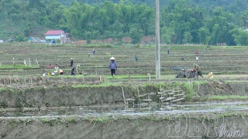 Nông dân xã Mường Ảng làm đất chuẩn bị gieo cấy vụ mùa.