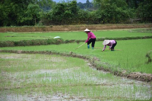 Nông dân xã Thanh Nưa gieo trà sớm.