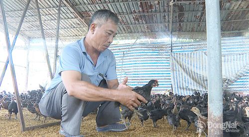 Bị khuyết tật từ nhỏ, nhưng bằng nghị lực mạnh mẽ, ông Đinh Tấn Sương (ở phường Xuân Lộc) đã làm giàu từ mô hình kinh doanh gà giống. Ảnh: Quang Minh