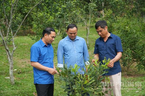 Lãnh đạo xã Vạn Linh thăm vườn mắc ca gia đình ông Lương Văn Vần, thôn Nà Lai