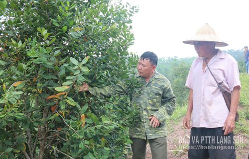 Vườn mắc ca gia đình ông Hoàng Văn Cường (thôn Bản Héc, xã Cao Lộc) sinh trưởng tốt, quả đậu đều 
