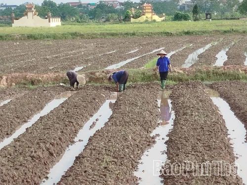 Bà con nông dân xã Thọ Văn chuẩn bị đất để gieo trồng ngô vụ Hè thu.