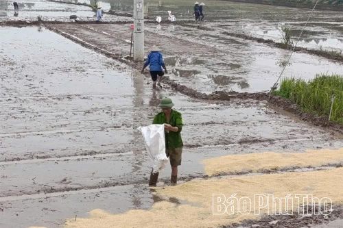 Nông dân xã Thọ Văn xuống giống trong mô hình liên kết khảo nghiệm giống lúa mới.
