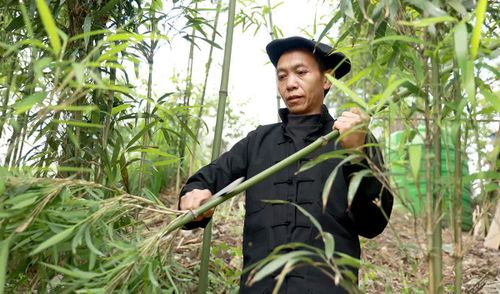 Để làm nên một cây khèn Mông, công đoạn đầu tiên là chọn và chặt những cây trúc đạt chuẩn. Nghệ nhân phải tìm những thân trúc thẳng, có độ dày và kích thước phù hợp để tạo nên ống khèn.
