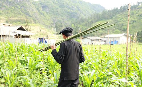 Khu vực trồng trúc nằm ngay sau nhà anh Giàng Nỏ Già, giúp gia đình chủ động một phần nguyên liệu để chế tác khèn Mông.