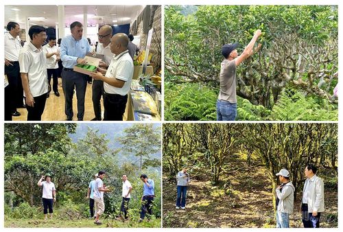 Các chuyên gia, nhà khoa học đến thăm, nghiên cứu vùng chè Shan.
