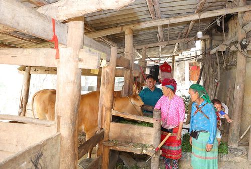 Người dân thôn Há Lìa đẩy mạnh chăn nuôi gia súc nhốt chuồng kiên cố, chủ động phòng chống dịch bệnh.