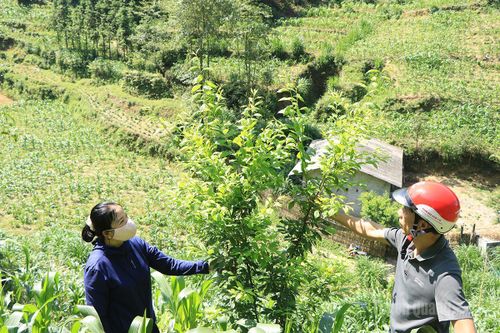 Đoàn công tác Phòng Kinh tế xã Thắng Mố kiểm tra thực tế mô hình trồng mận máu tại thôn Sủng Pờ.