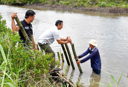 Người dân cùng nhau gia cố bờ kè bằng tre, chủ động phòng chống sạt lở bờ sông, bảo vệ đường giao thông nông thôn.