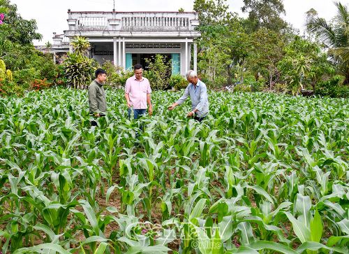 Nông dân tận dụng đất sân nhà trồng bắp và các loại rau màu, vừa làm xanh mát cảnh quan vừa tăng thu nhập.