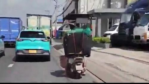 Đi thu gom mèo