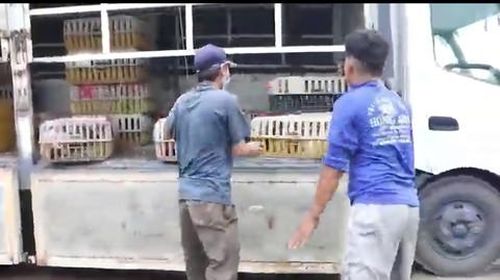 Các đối tượng vận chuyển mèo đi tiêu thụ