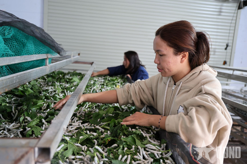 Chị Nguyễn Thị Diễm Quỳnh ở thôn 3 Mê Linh, xã Nam Ban Lâm Hà chăm sóc tằm.