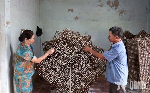 Đưa tằm lên né chuẩn bị kéo kén.