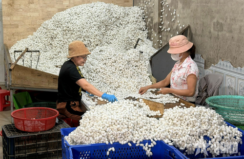 Sơ chế, phân loại kén tằm.
