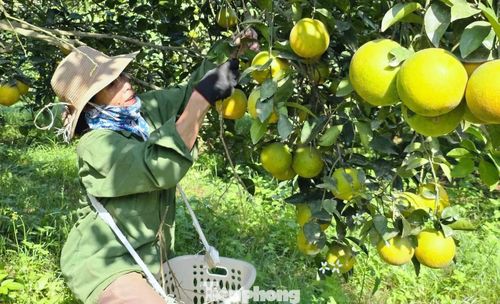Diện tích cam Vinh sụt giảm mạnh.