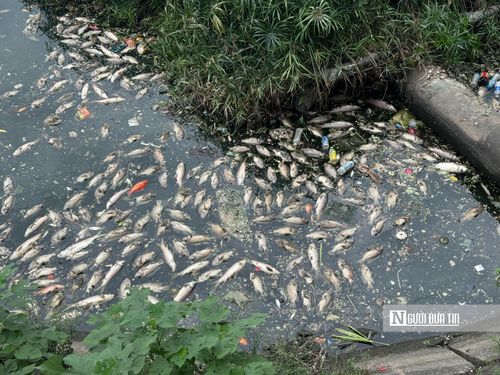 Qua kiểm tra sơ bộ, cơ quan chức năng đã bước đầu xác định được các nguyên nhân chính dẫn đến tình trạng này.