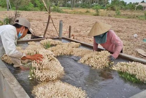  Sả Tân Phú Đông đã được xuất khẩu sang các nước như: Nhật Bản, Mỹ, Pháp, Úc... 