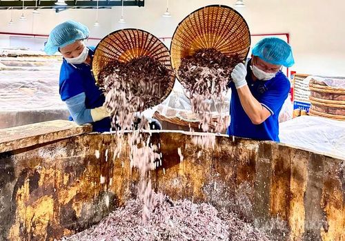 Quy trình sản xuất nước mắm Lê Gia được kiểm soát chặt chẽ từ khâu lựa chọn cá cơm tươi, muối sạch đến ủ chượp, đóng chai, bảo đảm chất lượng và an toàn thực phẩm. Ảnh: Quốc Anh