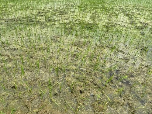 Nhiều diện tích lúa thuộc xã Trường Lâm, Các Sơn và phường Trúc Lâm bị cháy xém lá.
