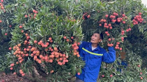 Trong bối cảnh du lịch xanh và du lịch trải nghiệm ngày càng được ưa chuộng, việc xây dựng tour “Mùa quả chín xứ Đông” không chỉ giúp đa dạng hóa sản phẩm du lịch của Hải Phòng mà còn mở ra cơ hội nâng cao giá trị nông sản, thúc đẩy tiêu thụ vải thiều và tạo thêm nguồn thu cho người dân.
